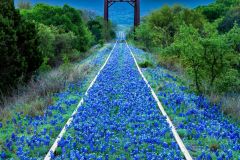 Bluebonnet Trestle